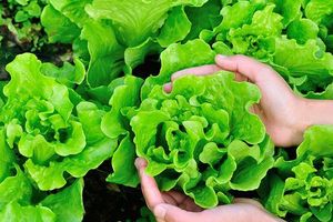 Як обрати та виростити найкращий салат