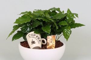 Як виростити кавове дерево з насіння