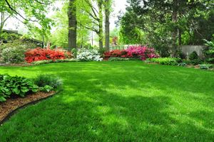 Какой лучший тип газона для вашего сада?