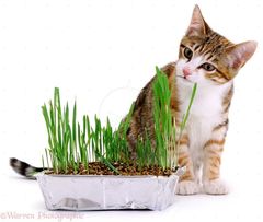 Трава для котів