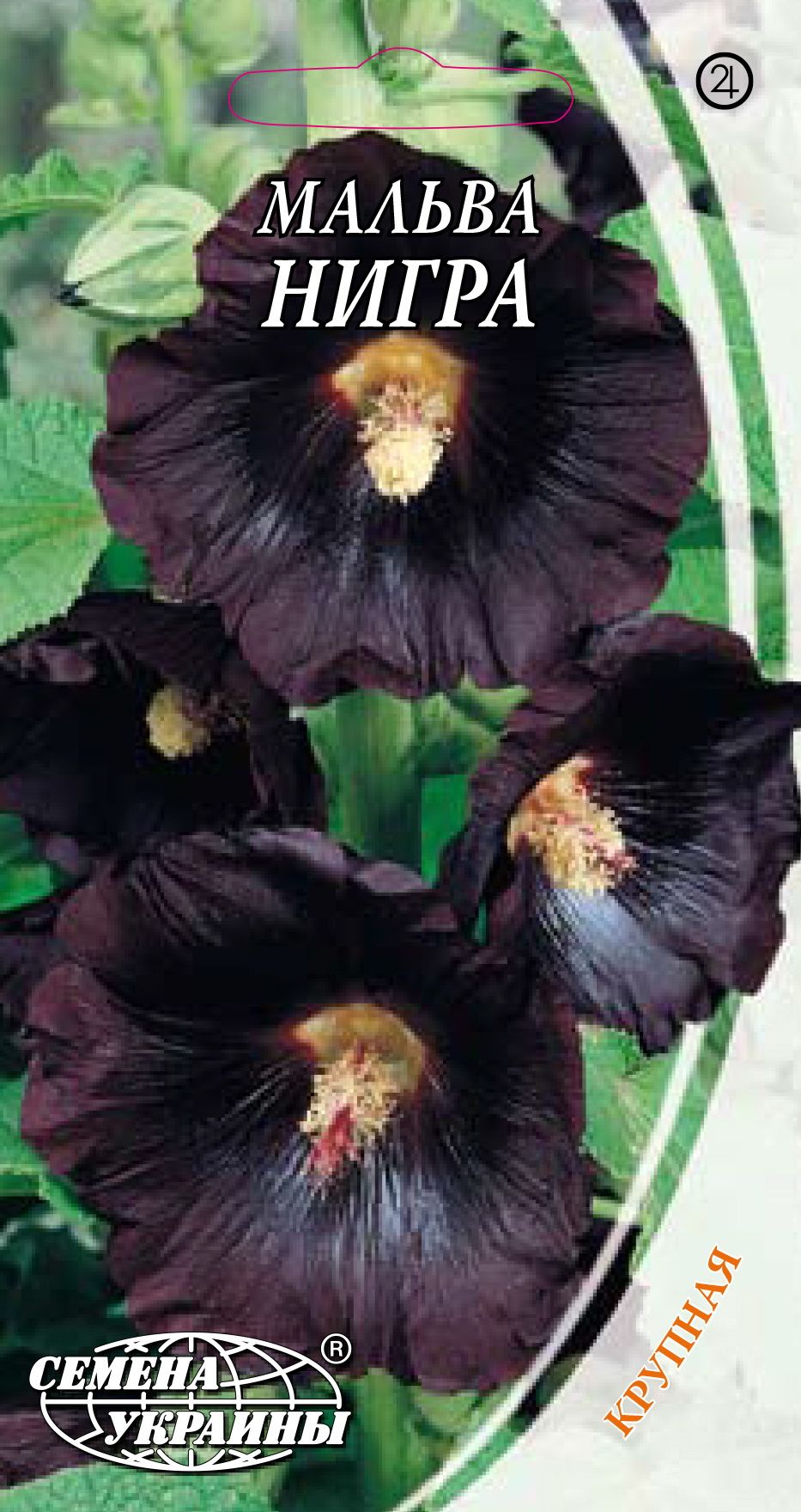 Черная Мальва Цветок