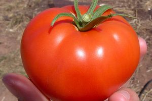 10 интересных фактов про томаты, о которых мало кто знает