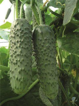 Насіння Огірок самозапильний Мадрілен F1 (Seminis), 10 шт. зіп-пакет, 10шт